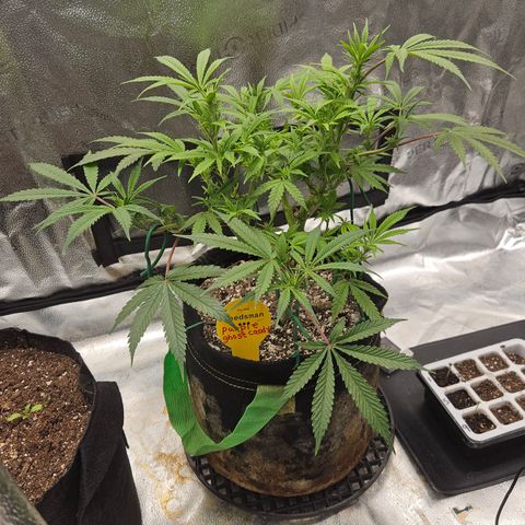 Purple Ghost Candy growlog timeline photo