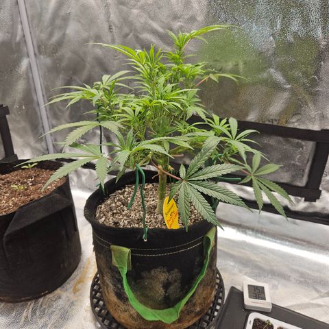 Purple Ghost Candy growlog timeline photo