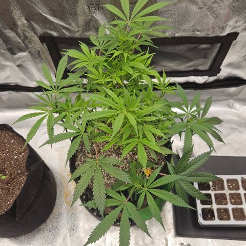 Purple Ghost Candy growlog timeline photo