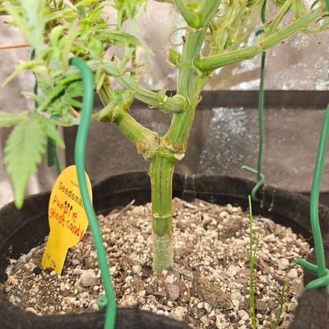 Purple Ghost Candy growlog timeline photo