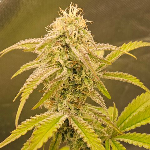Mephisto Alien vs Triangle X 3 Bears OG Auto growlog photo: Athena
Bloom A and B
Calmag