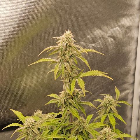 Mephisto Alien vs Triangle X 3 Bears OG Auto growlog photo: Athena
Bloom A and B
Calmag