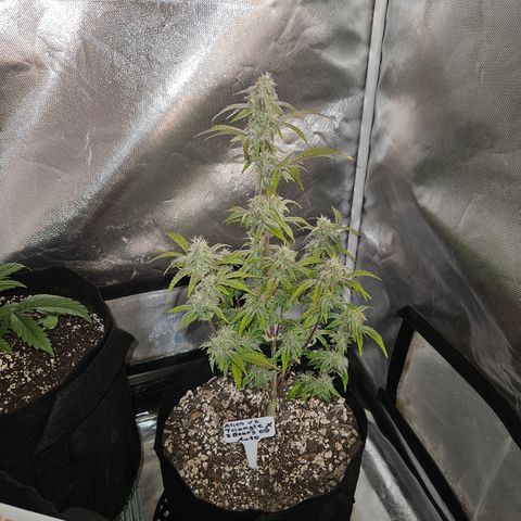 Mephisto Alien vs Triangle X 3 Bears OG Auto growlog photo: Athena
Bloom A and B
Calmag
