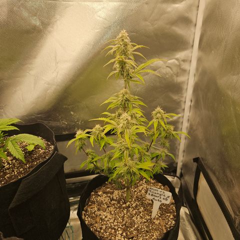 Mephisto Alien vs Triangle X 3 Bears OG Auto growlog photo: Athena
Bloom A and B
Calmag