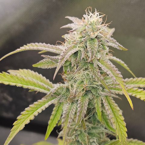 Mephisto Alien vs Triangle X 3 Bears OG Auto growlog photo: Athena
Bloom A and B
Calmag