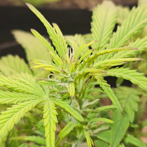 Nancys Own Grimey Bubblegum Auto growlog timeline photo