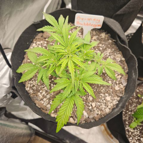 Nancys Own Grimey Bubblegum Auto growlog timeline photo