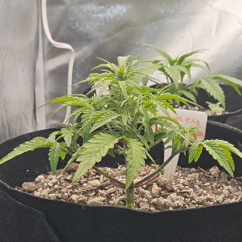 Nancys Own Grimey Bubblegum Auto growlog timeline photo