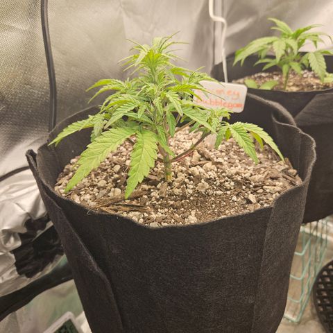 Nancys Own Grimey Bubblegum Auto growlog timeline photo