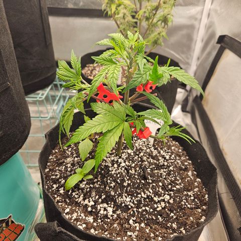 Sin City Seeds SinMintz ( Clone from Lindstrom Hydro Seed and Supply) growlog timeline photo