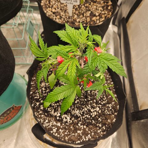Sin City Seeds SinMintz ( Clone from Lindstrom Hydro Seed and Supply) growlog timeline photo