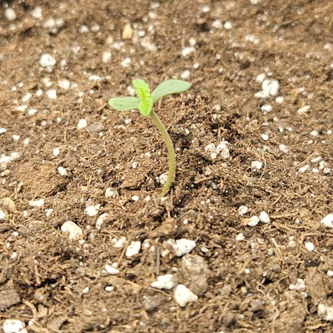 Seedsman Seeds Tangerine Snow F1 Fast growlog timeline photo