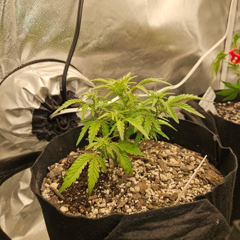 Nancys Own Grimey Bubblegum Auto growlog timeline photo