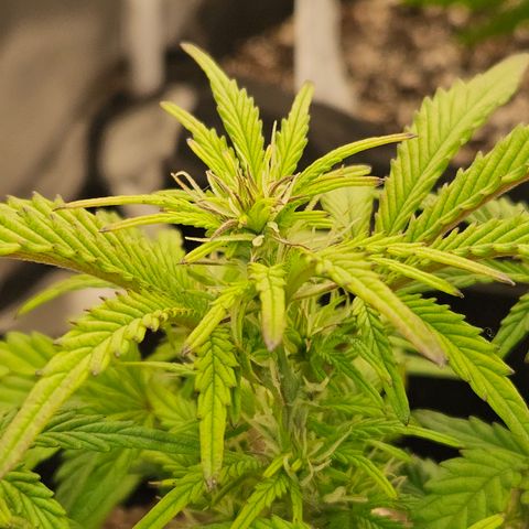 Nancys Own Grimey Bubblegum Auto growlog timeline photo