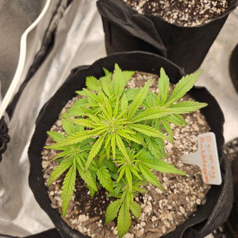 Nancys Own Grimey Bubblegum Auto growlog timeline photo