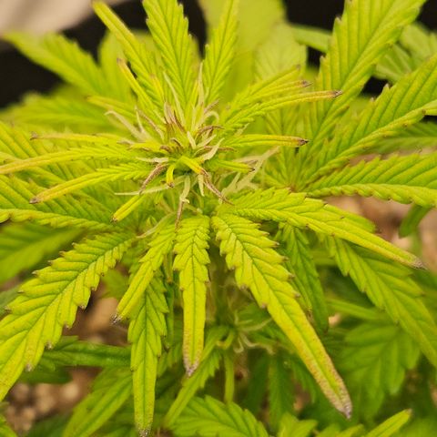 Nancys Own Grimey Bubblegum Auto growlog timeline photo