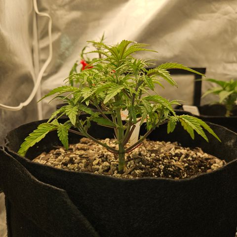 Nancys Own Grimey Bubblegum Auto growlog timeline photo