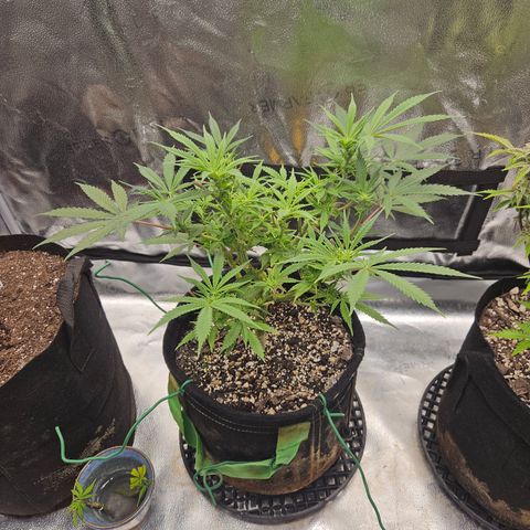 Purple Ghost Candy growlog timeline photo