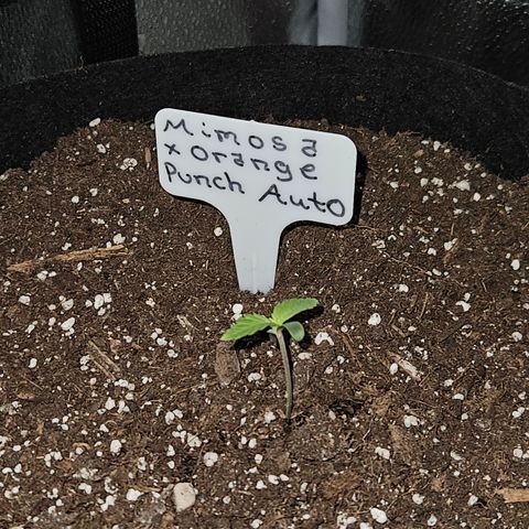 Mimosa x Orange Punch Auto growlog timeline photo