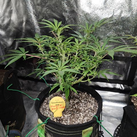 Purple Ghost Candy growlog timeline photo