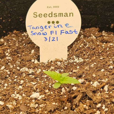 Seedsman Seeds Tangerine Snow F1 Fast growlog timeline photo