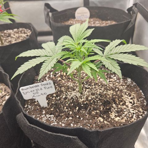 Humboldt Seeds Emerald Fire OG Auto growlog timeline photo