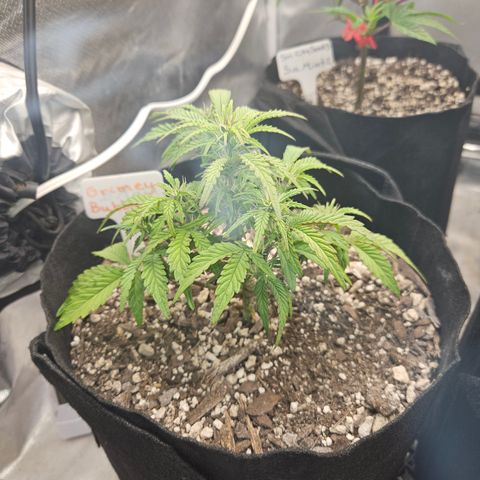 Nancys Own Grimey Bubblegum Auto growlog timeline photo