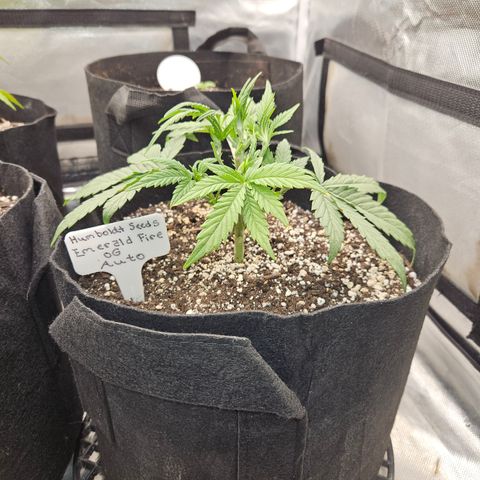 Humboldt Seeds Emerald Fire OG Auto growlog timeline photo