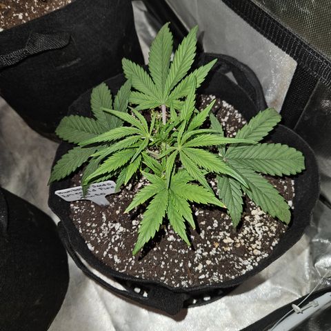 Humboldt Seeds Emerald Fire OG Auto growlog timeline photo