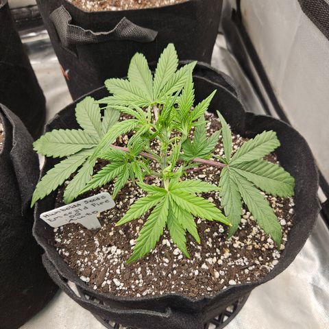 Humboldt Seeds Emerald Fire OG Auto growlog timeline photo