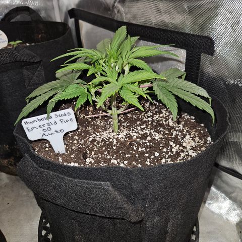 Humboldt Seeds Emerald Fire OG Auto growlog timeline photo