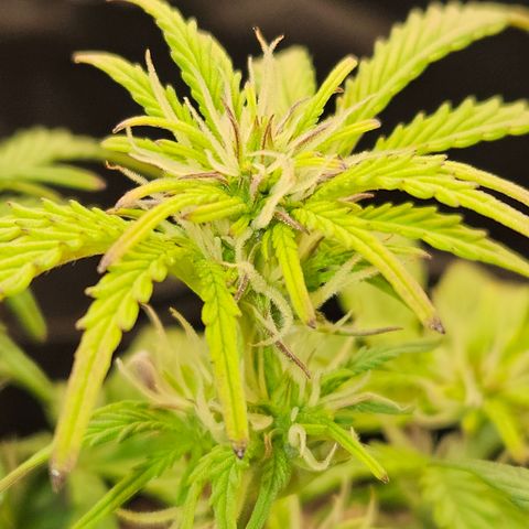 Nancys Own Grimey Bubblegum Auto growlog timeline photo