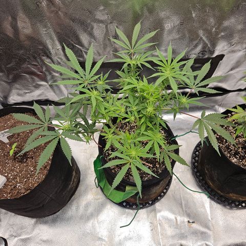 Purple Ghost Candy growlog timeline photo