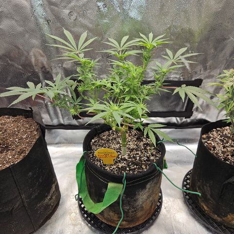 Purple Ghost Candy growlog timeline photo