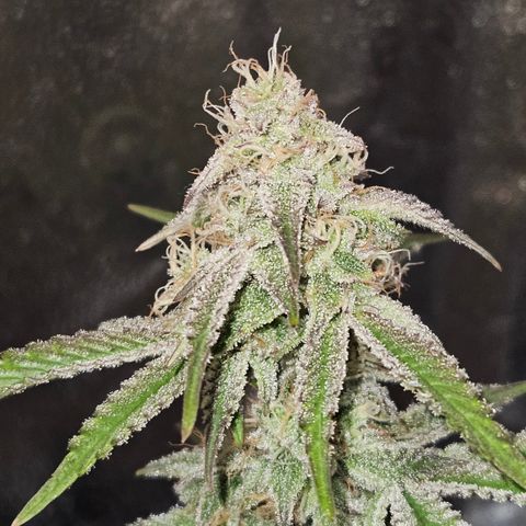 Mephisto Alien vs Triangle X 3 Bears OG Auto growlog timeline photo
