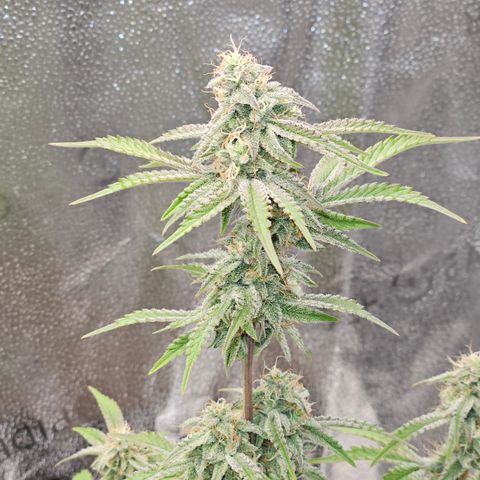 Mephisto Alien vs Triangle X 3 Bears OG Auto growlog timeline photo