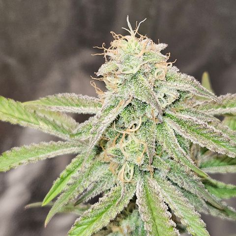 Mephisto Alien vs Triangle X 3 Bears OG Auto growlog timeline photo