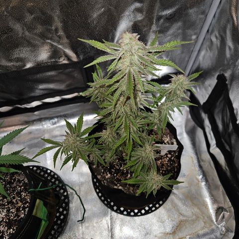 Mephisto Alien vs Triangle X 3 Bears OG Auto growlog timeline photo
