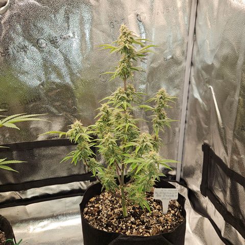 Mephisto Alien vs Triangle X 3 Bears OG Auto growlog timeline photo