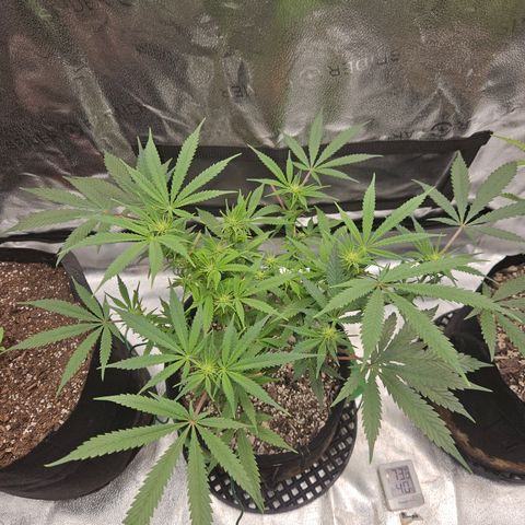Purple Ghost Candy growlog timeline photo