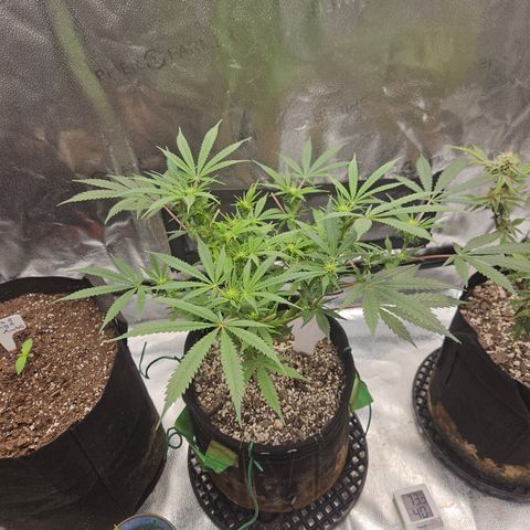 Purple Ghost Candy growlog timeline photo