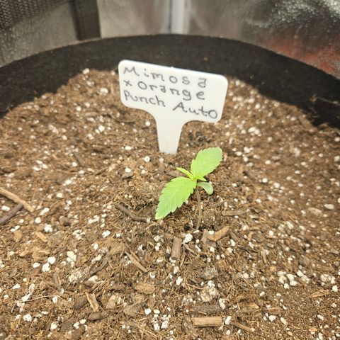 Mimosa x Orange Punch Auto growlog timeline photo