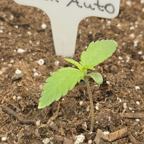 Mimosa x Orange Punch Auto growlog timeline photo
