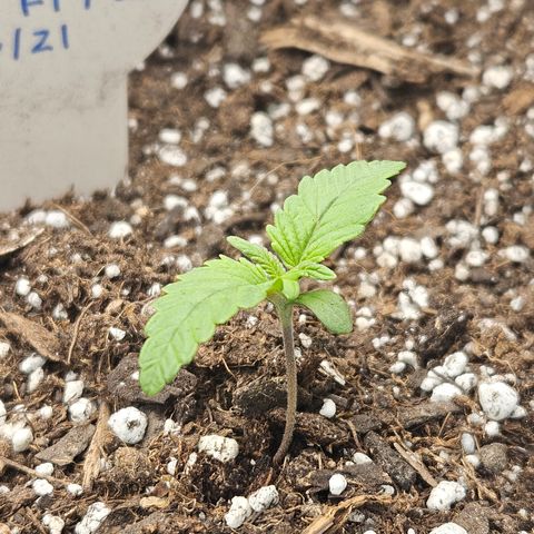 Seedsman Seeds Tangerine Snow F1 Fast growlog timeline photo