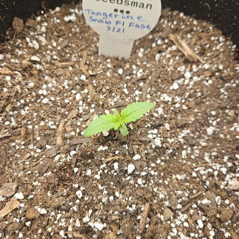 Seedsman Seeds Tangerine Snow F1 Fast growlog timeline photo