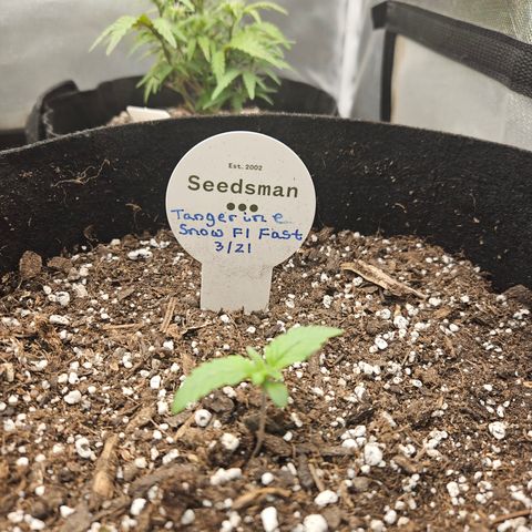 Seedsman Seeds Tangerine Snow F1 Fast growlog timeline photo