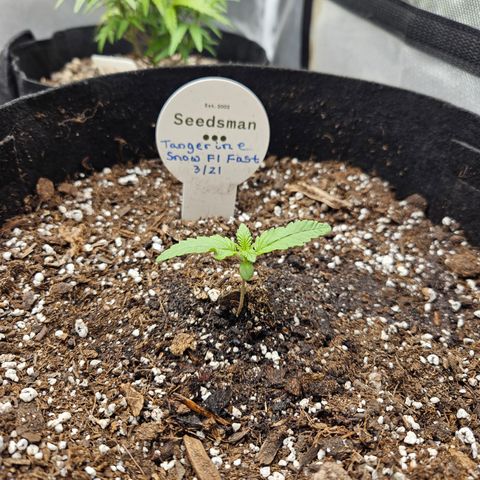 Seedsman Seeds Tangerine Snow F1 Fast growlog timeline photo