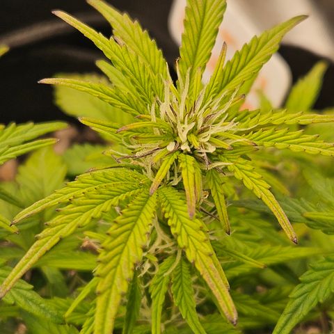 Nancys Own Grimey Bubblegum Auto growlog timeline photo