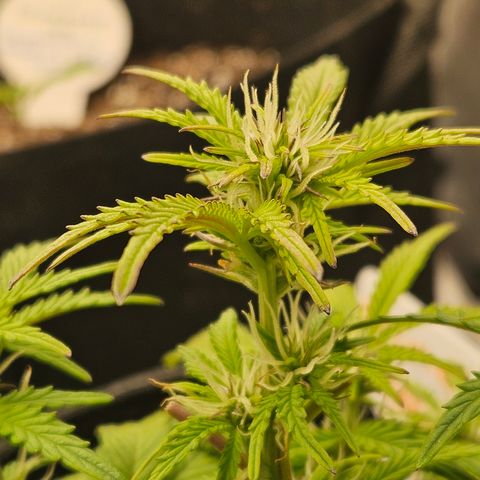 Nancys Own Grimey Bubblegum Auto growlog timeline photo