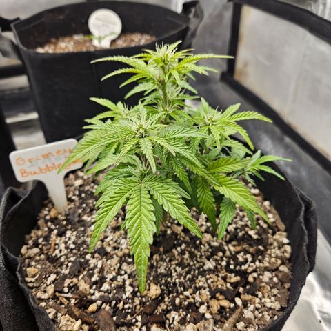 Nancys Own Grimey Bubblegum Auto growlog timeline photo